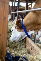Purebred white red cow eating hay. Modern farming photo