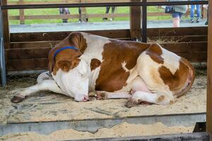 de pura raza blanco rojo vaca es dormido en un abierto pajarera. agrícola exhibición. moderno agricultura foto