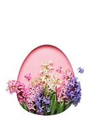 Happy easter greeting card. Pink easter Egg shaped hole with hyacinths isolated on white background photo