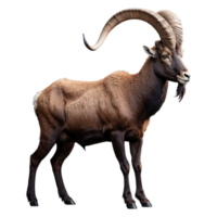 AI generated Ibex isolated on transparent background png