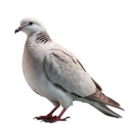 ai gegenereerd duiven vogel geïsoleerd Aan transparant achtergrond png