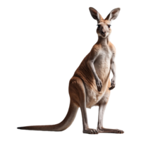 ai généré kangourou isolé sur transparent Contexte png