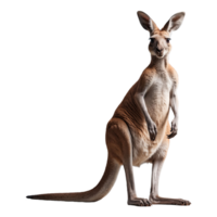 AI generated Kangaroo isolated on transparent background png