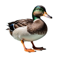 ai gerado Pato isolado em transparente fundo png