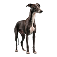 AI generated Greyhound isolated on transparent background png