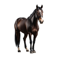 ai gerado cavalo isolado em transparente fundo png