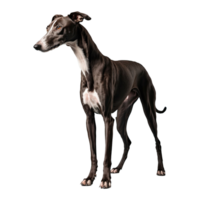 AI generated Greyhound isolated on transparent background png
