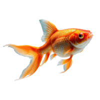 AI generated Goldfish isolated on transparent background png