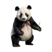 ai gegenereerd panda geïsoleerd Aan transparant achtergrond png