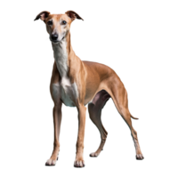 AI generated Greyhound isolated on transparent background png