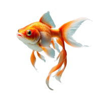 AI generated Goldfish isolated on transparent background png