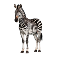 ai gerado zebra isolado em transparente fundo png