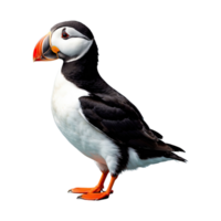 AI generated Puffin isolated on transparent background png