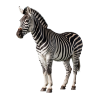 ai gerado zebra isolado em transparente fundo png