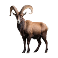 AI generated Ibex isolated on transparent background png
