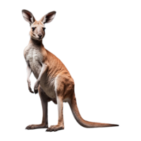 AI generated Kangaroo isolated on transparent background png