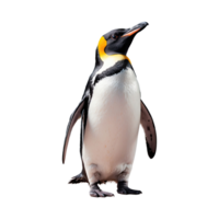 ai gerado pinguim isolado em transparente fundo png