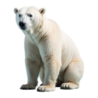 ai generado polar oso aislado en transparente antecedentes png