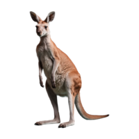 AI generated Kangaroo isolated on transparent background png