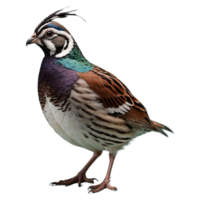 AI generated Quail isolated on transparent background png