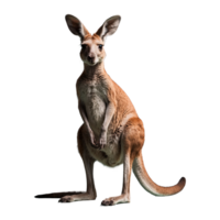 ai généré kangourou isolé sur transparent Contexte png