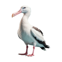 ai gegenereerd albatrossen vogel geïsoleerd Aan transparant achtergrond png