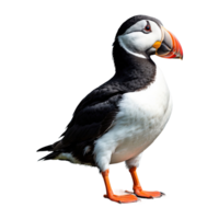 AI generated Puffin isolated on transparent background png