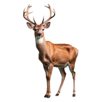 AI generated Deer isolated on transparent background png