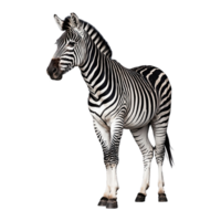 ai generiert Zebra isoliert auf transparent Hintergrund png