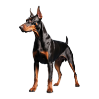 ai gegenereerd doberman geïsoleerd Aan transparant achtergrond png