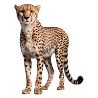 AI generated Cheetah isolated on transparent background png