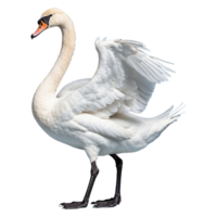 AI generated Swan isolated on transparent background png