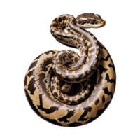 AI generated Python isolated on transparent background png