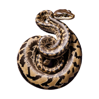 Python PNGs for Free Download
