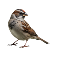 ai gegenereerd mus vogel geïsoleerd Aan transparant achtergrond png