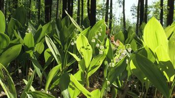 Lily-of-the-valley spring flowers blooming. Bunch of white spring Lilly of the valley flower growing in a spring forest. Aroma flowers close up. 4K UHD video