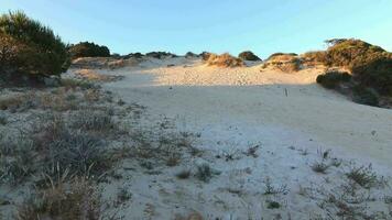 dune nel il arenosillo spiaggia, collocato nel huelva, Spagna. Esplorare il sereno bellezza di Questo costiero Paradiso con suo illuminata dal sole sabbioso sponde e il ritmico riflusso e flusso di il atlantico oceano. video