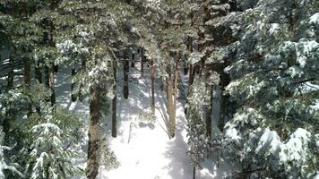 vôo sobre uma inverno floresta video