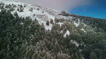 en volant au dessus une hiver forêt dans Espagne video