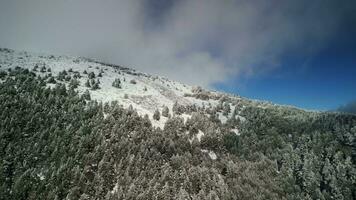 árvores com neve dentro uma floresta aéreo Visão video