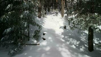 schneebedeckt Bäume durch das Berge Antenne Aussicht video