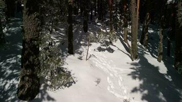 Nevado arboles en un frío bosque en España video