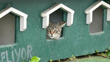 a cat resting his wooden cat houses. video