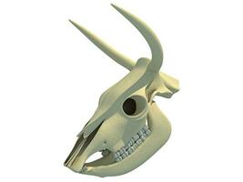 Cow Skull Transparent anatomy 3D rendering photo