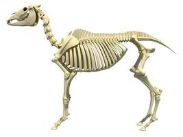 Horse Skeleton side view 3D rendering on white background photo