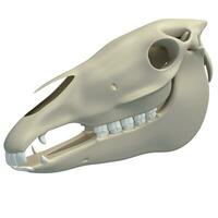 Horse Skull animal anatomy 3D rendering on white background photo