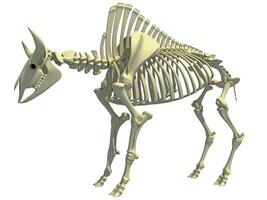 bisonte esqueleto animal anatomía 3d representación foto