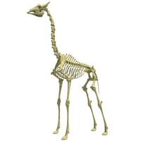jirafa esqueleto anatómico animal 3d representación en blanco antecedentes foto
