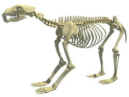 Bear Skeleton animal anatomy 3D rendering photo