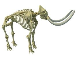 Mammoth Skeleton animal anatomy 3D rendering photo